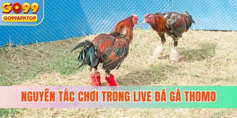 Nguyên tắc chơi trong live đá gà Thomo
